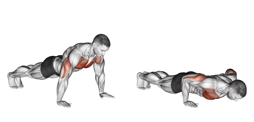 Standard push-up exercise showing chest, shoulder, and triceps activation during full range of motion.