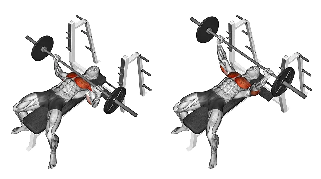 Barbell bench press exercise demonstrating proper flat bench form and chest muscle activation.”