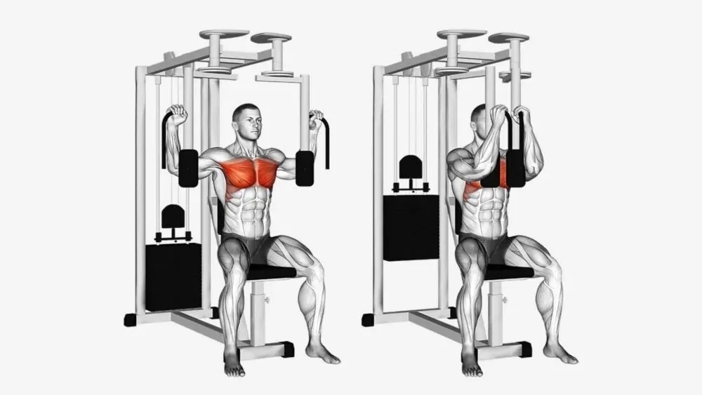 A diagram showing the butterfly machine pec deck exercise, a chest isolation exercise that targets the middle and inner pectoral muscles for better chest definition.