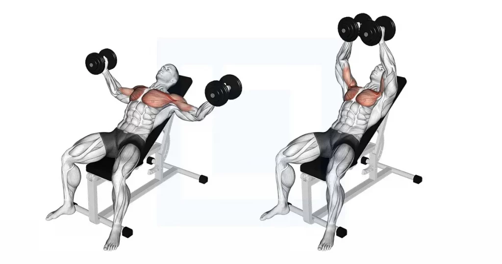 A diagram showing the incline dumbbell flye, one of the best upper chest isolation exercises for targeting the upper pectoral muscles.
